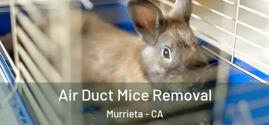 Air Duct Mice Removal Murrieta - CA
